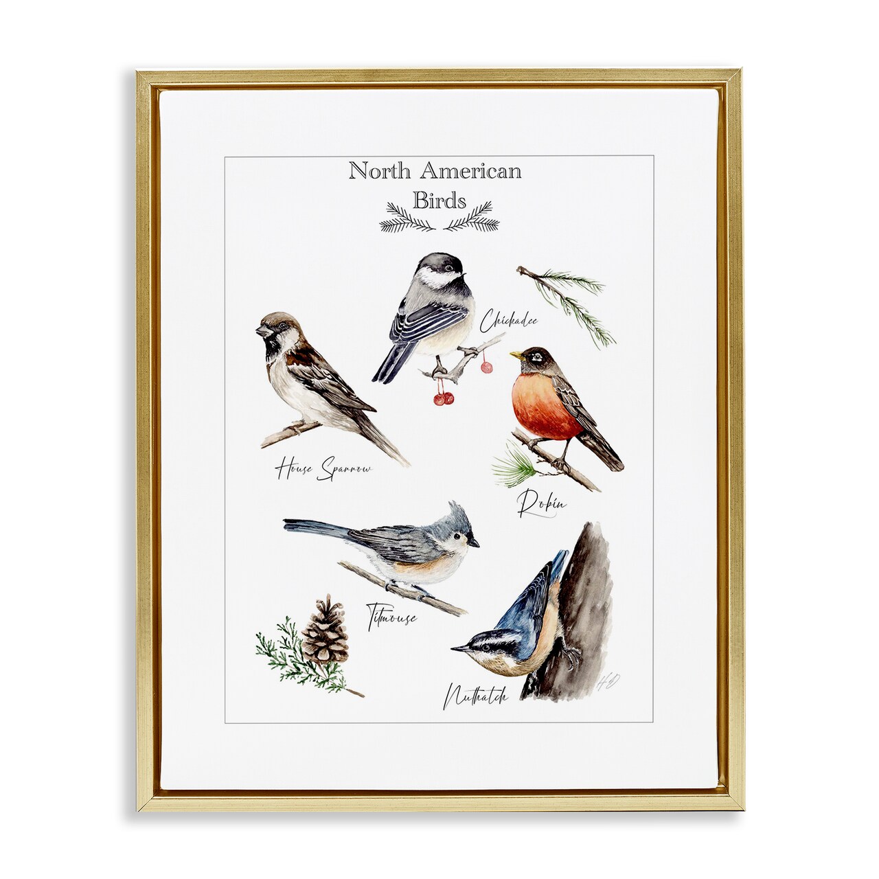 Stupell Industries North American Birds Chart Floating Frame By Heather Desormeaux